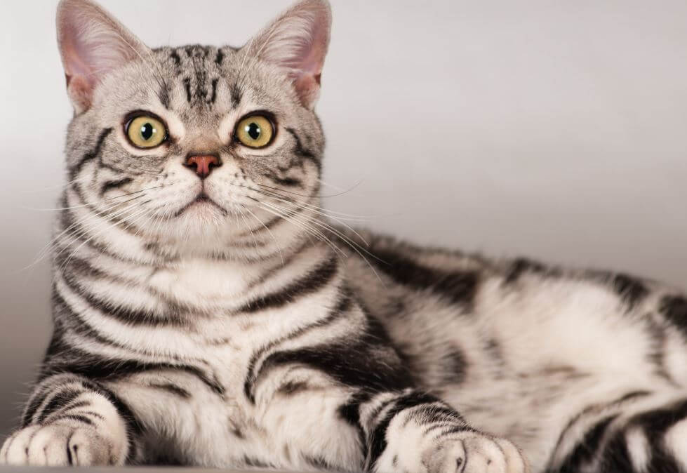 Domestic-Shorthair-Cat-Lifespan Domestic shorthair cat physical characteristics  