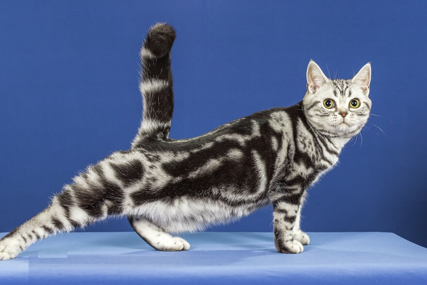 domestic shorthair cat exercise