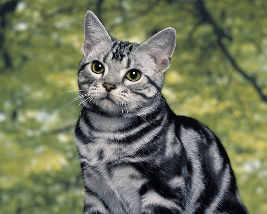 domestic-shorthair-cats-1 Are Domestic Shorthair Cats Hypoallergenic ?  