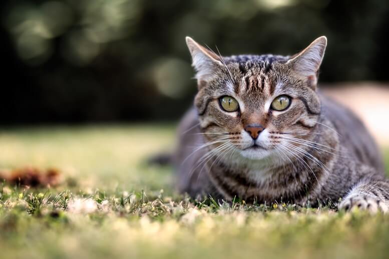 domestic-shorthair-cats-3 Domestic shorthair cat physical characteristics  