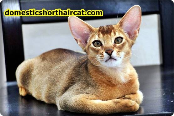 Abyssinian-cat-price-1 Abyssinian Cat For Sale - New Price | Black, Grey Breeds  