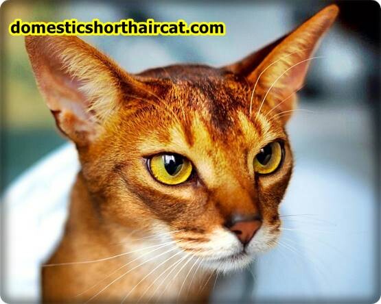 Abyssinian-cat-price-1 Abyssinian Cat For Sale - New Price | Black, Grey Breeds  