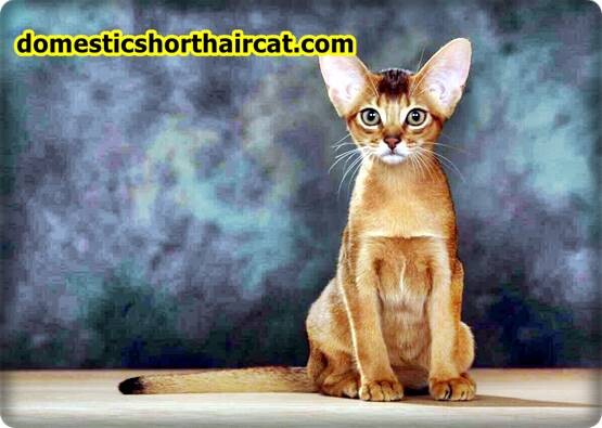 Abyssinian-cat-price-3 Abyssinian Cat For Sale - New Price | Black, Grey Breeds  