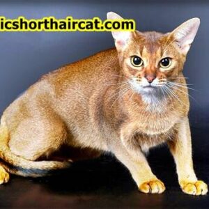 Abyssinian cat price