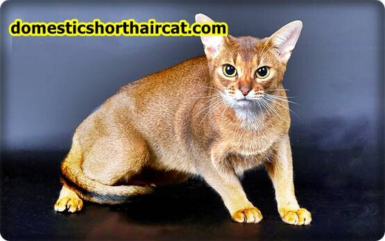 Abyssinian-cat-price-4 Abyssinian Cat For Sale - New Price | Black, Grey Breeds  