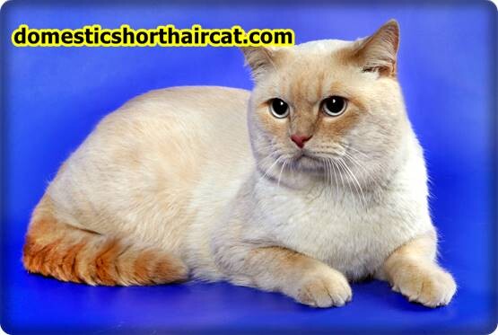 British-Cream-Shorthair-1 British Shorthair Kittens For Sale - Gold, Lilac and Cream Tabby  