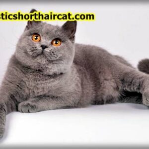 British Shorthair Lilac Cat