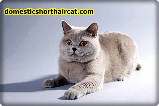 British-Shorthair-Lilac-Cat-4 British Shorthair Kittens For Sale - Gold, Lilac and Cream Tabby  