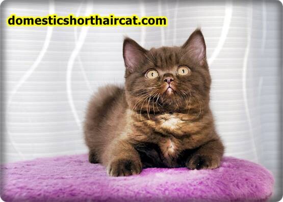 Chocolate-British-Shorthair-4 British Shorthair Kittens For Sale - Gold, Lilac and Cream Tabby  