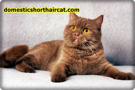 Cinnamon-British-Shorthair-2 British Shorthair Kittens For Sale - Gold, Lilac and Cream Tabby  