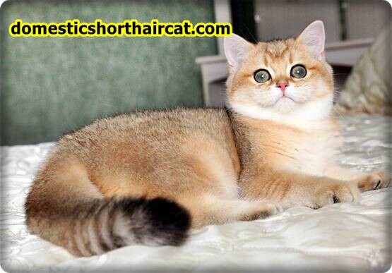 Golden-British-Shorthair-1 British Shorthair Kittens For Sale - Gold, Lilac and Cream Tabby  
