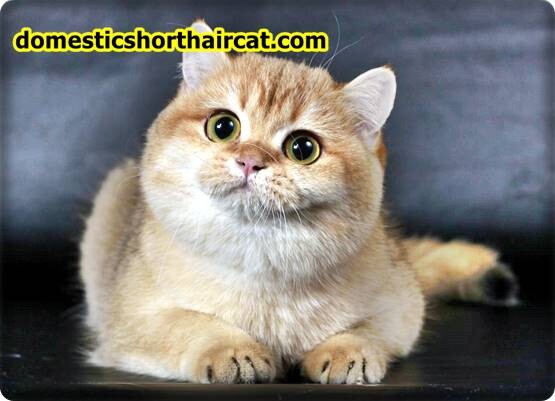 Golden-British-Shorthair-1 British Shorthair Kittens For Sale - Gold, Lilac and Cream Tabby  