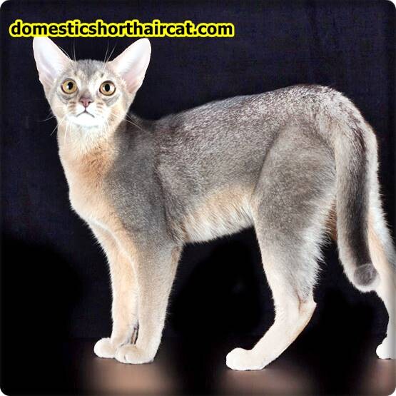 Grey-Abyssinian-cat-3 Abyssinian Cat For Sale - New Price | Black, Grey Breeds  