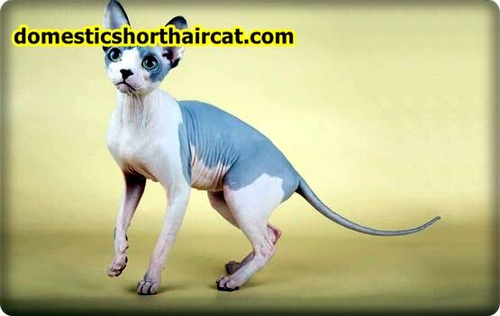 Sphynx-Cat-1 Sphynx Cat For Sale Portland - Are Sphynx Cats Vocal?  