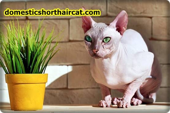 Sphynx-Cat-10 Sphynx Cat For Sale Portland - Are Sphynx Cats Vocal?  