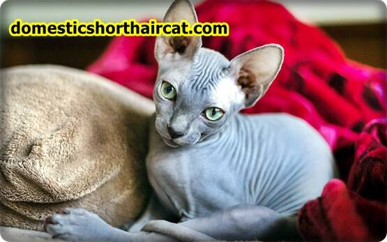 Sphynx-Cat-12 Sphynx Cat For Sale Portland - Are Sphynx Cats Vocal?  