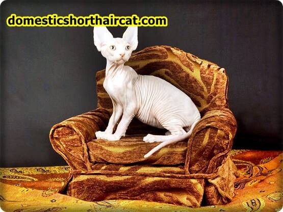 Sphynx-Cat-2 Sphynx Cat For Sale Portland - Are Sphynx Cats Vocal?  