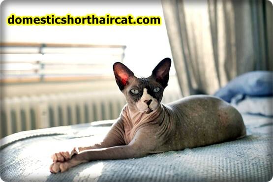 Sphynx-Cat-7 Sphynx Cat For Sale Portland - Are Sphynx Cats Vocal?  