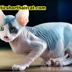 Sphynx-Cat-8-300x300 Sphynx Cat For Sale Portland - Are Sphynx Cats Vocal?  