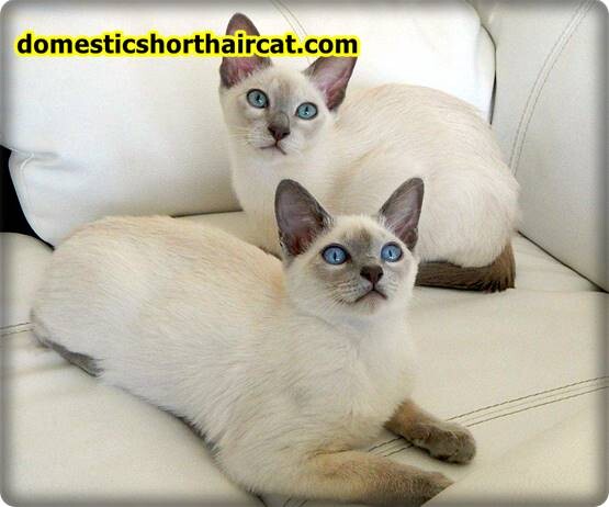 Tonkinese-Cat-1 Tonkinese Cat For Sale, Price - How Much Do Tonkinese Cats Cost?  