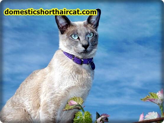 Tonkinese-Cat-4 Tonkinese Cat For Sale, Price - How Much Do Tonkinese Cats Cost?  