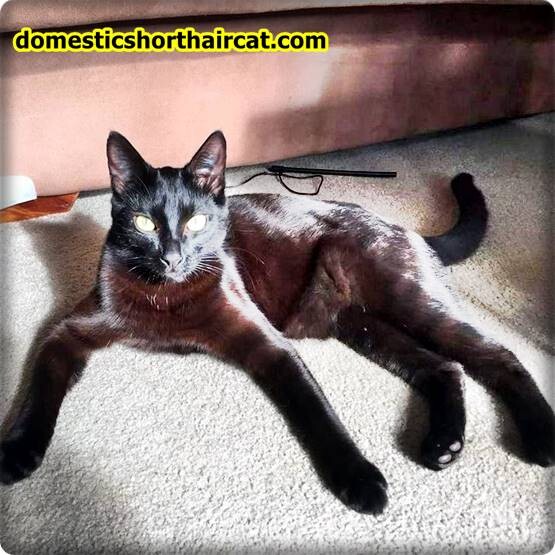 black-Abyssinian-cat-2 Domestic Shorthair Colors | Black, White, Orange  