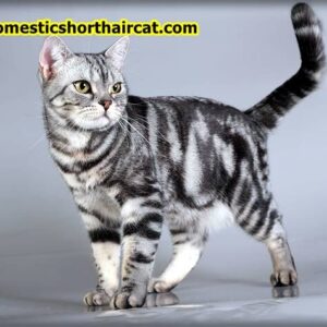 Domestic Shorthair Cat Breeds