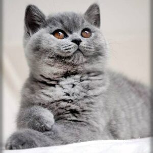 Domestic-Shorthair-Cat-Breeds-10-300x300 Domestic Shorthair Cat Breeds With Pictures  