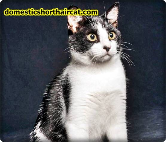 Domestic-Shorthair-Cat-Breeds-11 Domestic Shorthair Cat Breeds With Pictures  