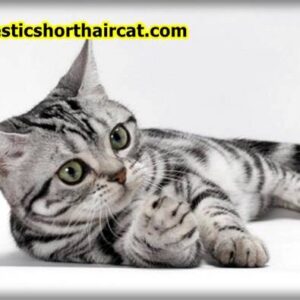 Domestic-Shorthair-Cat-Breeds-12-300x300 Domestic Shorthair Cat Breeds With Pictures  