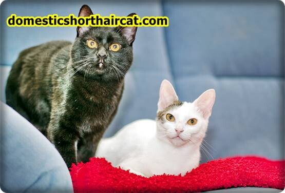 Domestic-Shorthair-Cat-Breeds-14 Domestic shorthair highly intelligent cats  