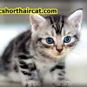 Domestic-Shorthair-Cat-Breeds-2-300x300 Domestic Shorthair Cat Breeds With Pictures  