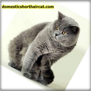 Domestic Shorthair Cat Breeds