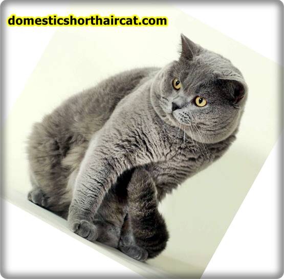 Domestic-Shorthair-Cat-Breeds-4 Domestic Shorthair Cat Breeds With Pictures  