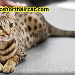 Domestic-Shorthair-Cat-Breeds-5-300x300 Domestic Shorthair Cat Breeds With Pictures  