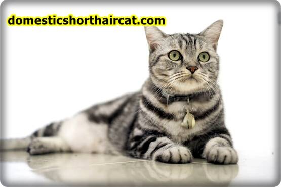 Domestic-Shorthair-Cat-Breeds-8 Domestic Shorthair Cat Breeds With Pictures  