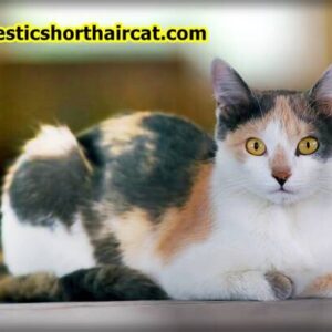 Domestic Shorthair Cats Hypoallergenic