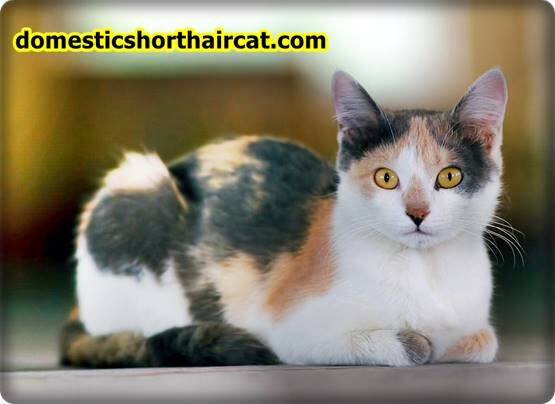 Domestic-Shorthair-Cats-Hypoallergenic-1 Are Domestic Shorthair Cats Hypoallergenic ?  