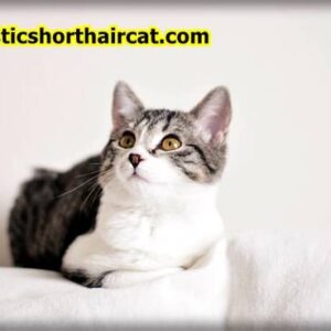 Domestic-Shorthair-Cats-Hypoallergenic-11-300x300 Are Domestic Shorthair Cats Hypoallergenic ? 