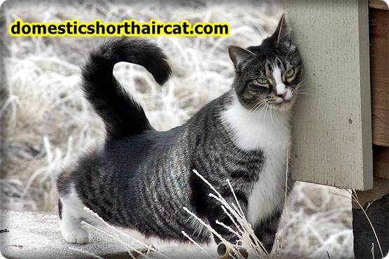 Domestic-Shorthair-Cats-Hypoallergenic-4 Are Domestic Shorthair Cats Hypoallergenic ?  