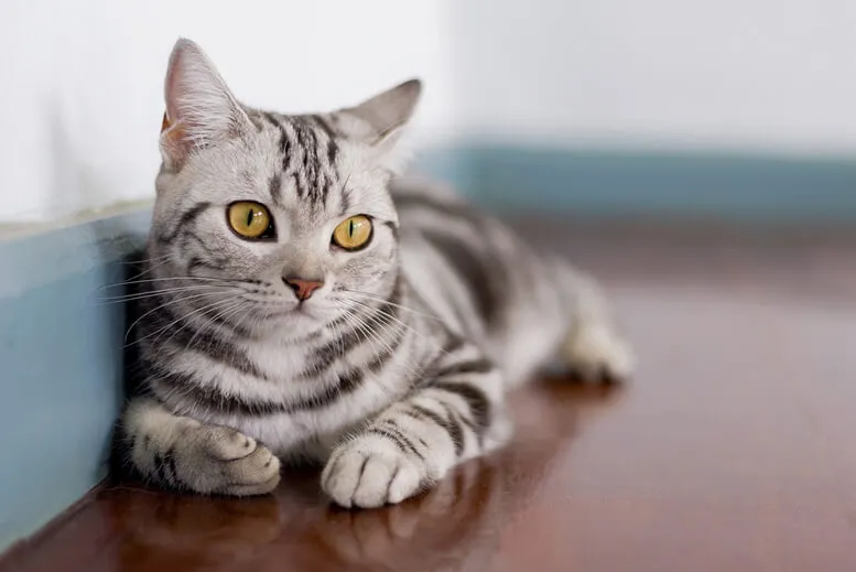 domestic-shorthair-cats-2 Are Domestic Shorthair Cats Hypoallergenic ?  