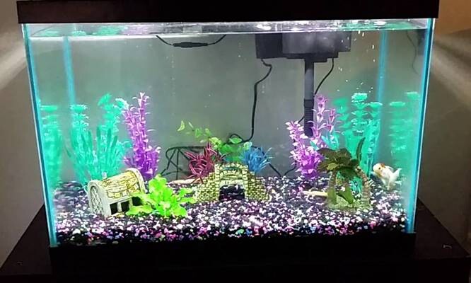 50-gallon-fish-tank-1 50 Gallon Fish Tank Setup - Price and For Sale - Review **2022  
