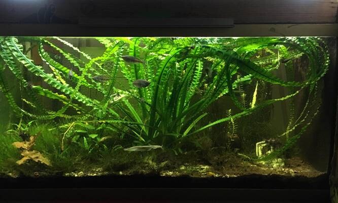 50-gallon-fish-tank-5 50 Gallon Fish Tank Setup - Price and For Sale - Review **2022  
