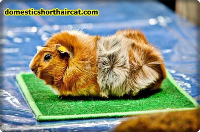 Abyssinians-guinea-pigs White Guinea Pig - Black and Brown Crested Guinea Pigs  