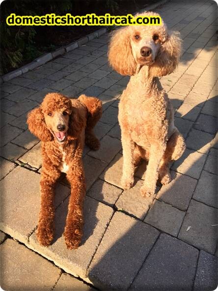 Apricot-Standard-Poodle-1 Apricot Standard Poodle, Puppy and Pictures ** For Sale 2022  