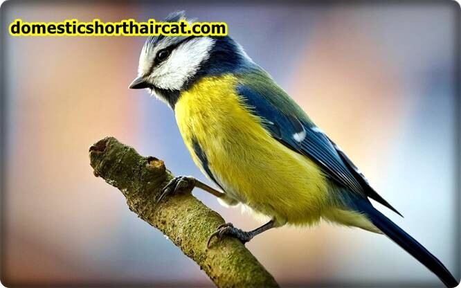Birds-1 List Of Spring Animals **2022  