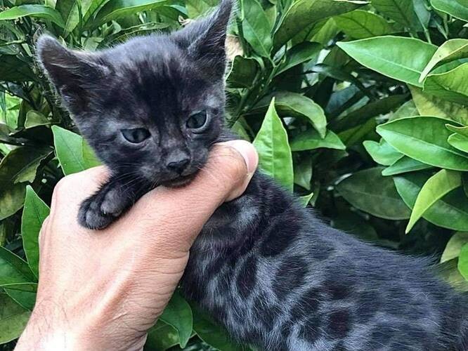 Black Bengal Cat For Sale