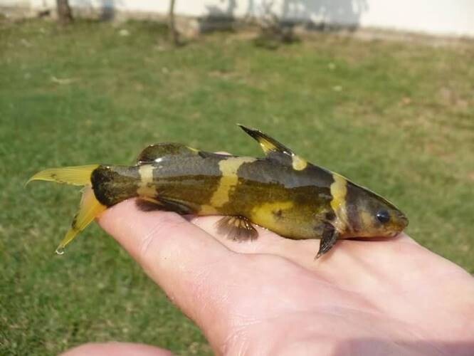 Bumblebee-Catfish-6 Bumblebee Catfish For Sale - Max Size and Care  