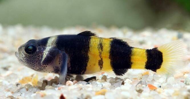 Bumblebee-Catfish-7 Bumblebee Catfish For Sale - Max Size and Care  