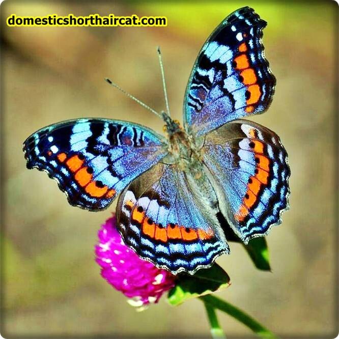 Butterflies-1 List Of Spring Animals **2022  